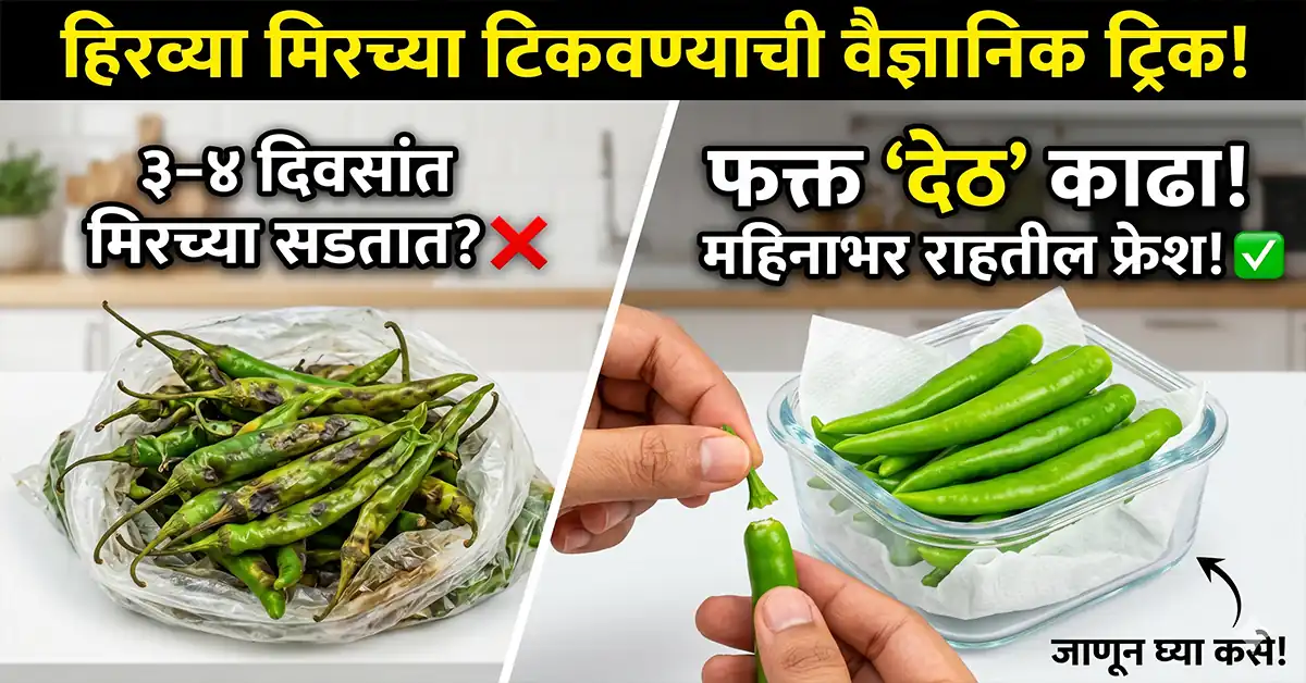 how to store green chilies for a long time